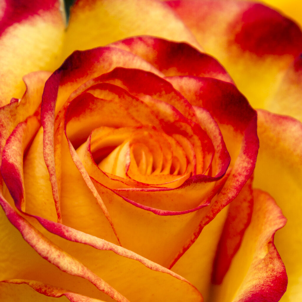 Rose 2