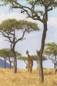 Giraffe-1
