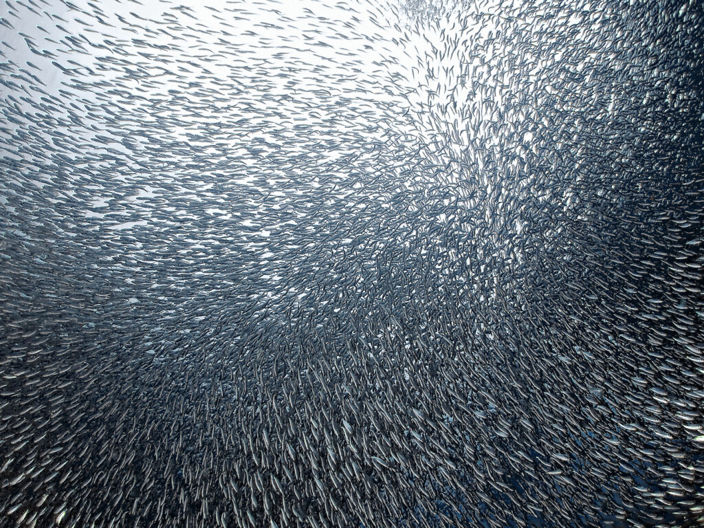 Sardines Firework