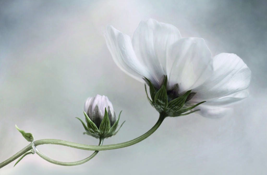 Cosmos