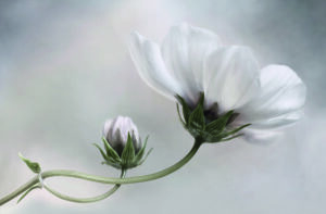 Cosmos