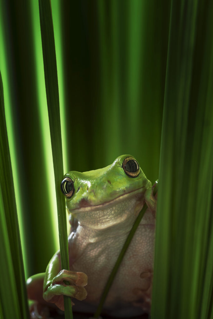 Green Frog