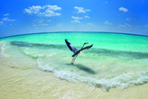 Take-off