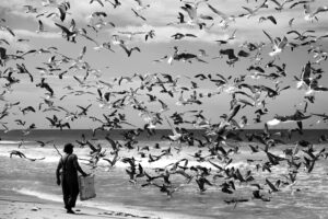 Birds birds