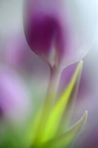 Soft secrets