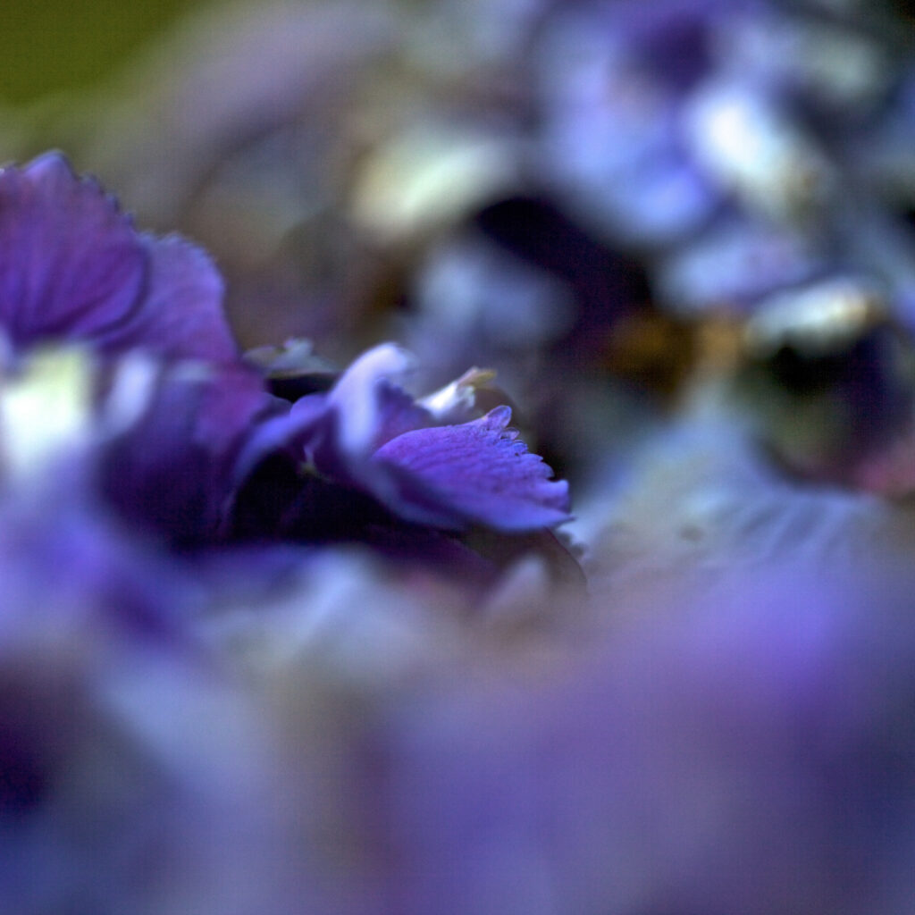 Velvet Tenderness