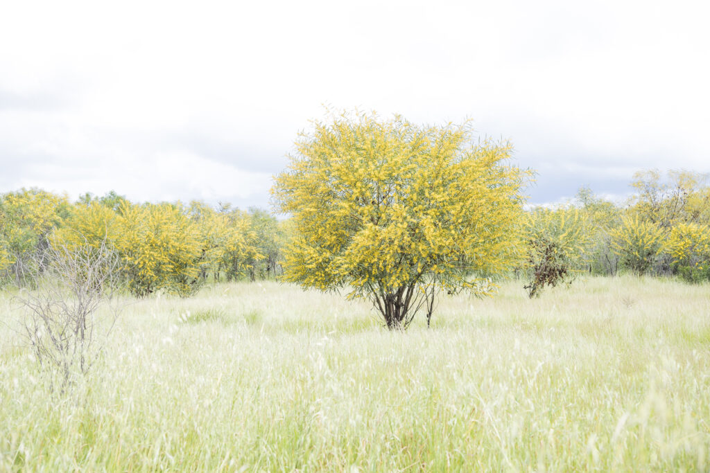 Strahlender Baum