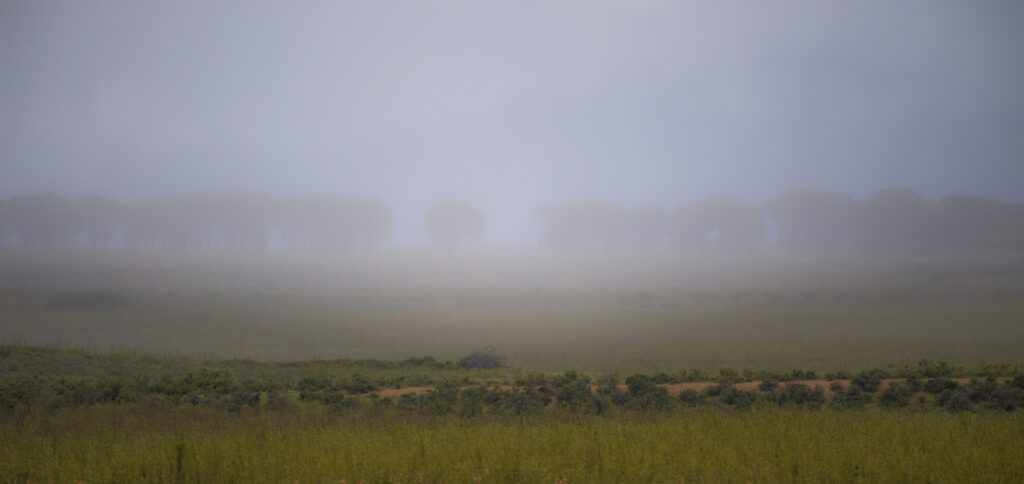 Foggy Forest