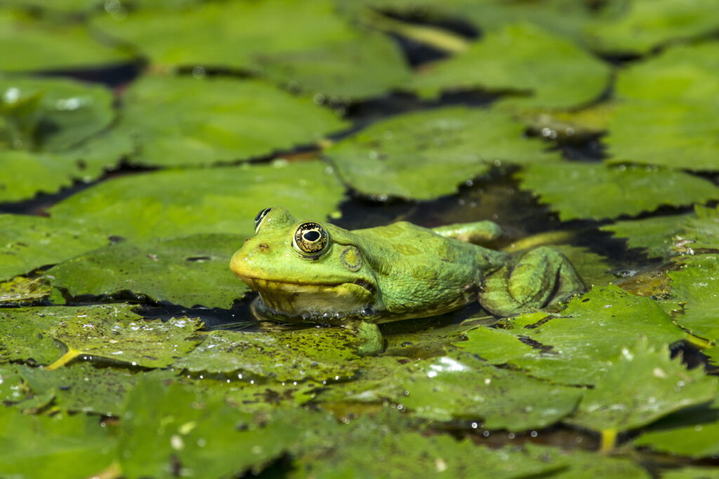 Schmid Reinhard - Froschland