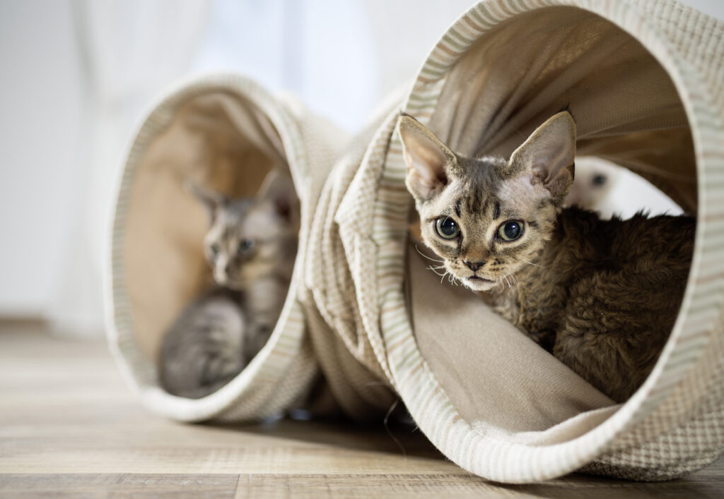 Giel Oliver - Devon Rex Kätzchen