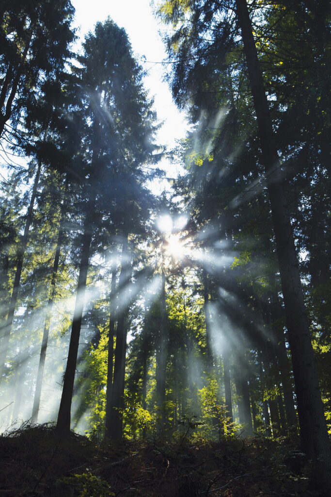 TC - im Wald einfallende Sonnenstrahlen