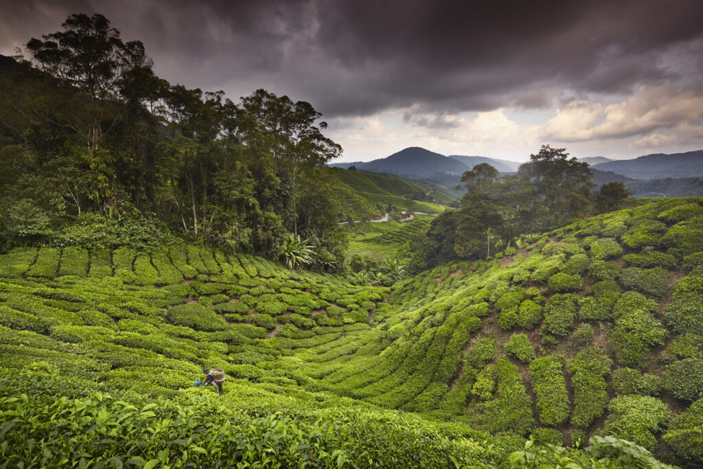 Taylor Richard - Cameron Highlands