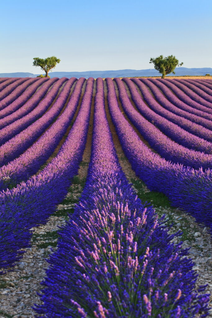 Vaccarella Luigi - Lavender fields 2