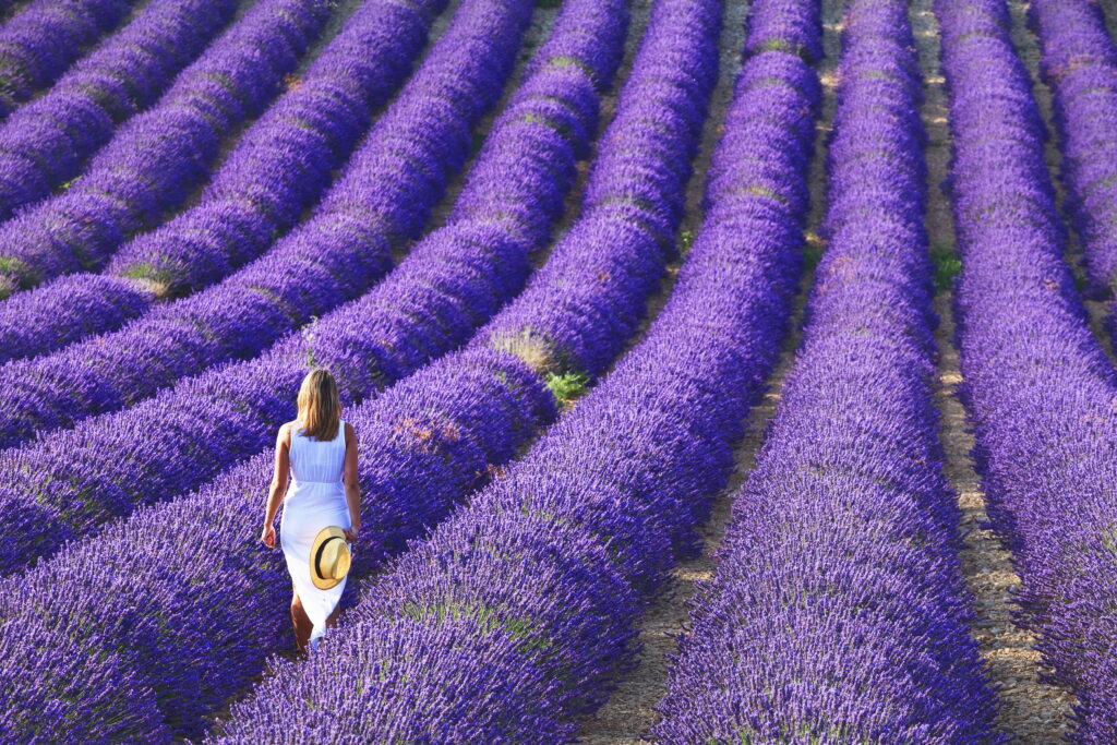 Vaccarella Luigi - Young girl in the lavender fields