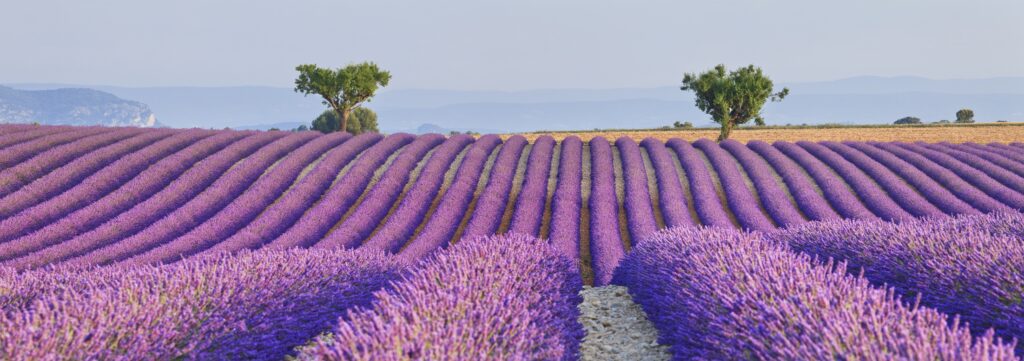 Vaccarella Luigi - Lavender fields