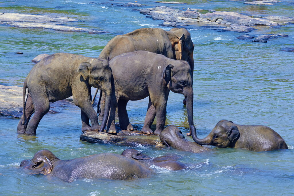 Morandi Bruno - elephant bath