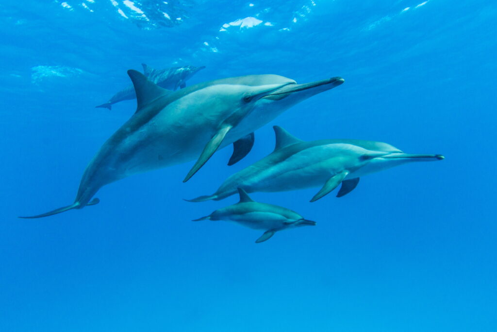 Bortoli Manfred - Dolphin family 2