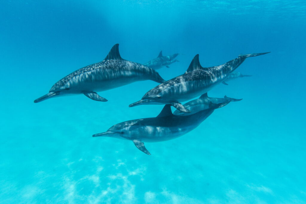 Bortoli Manfred - Dolphin family