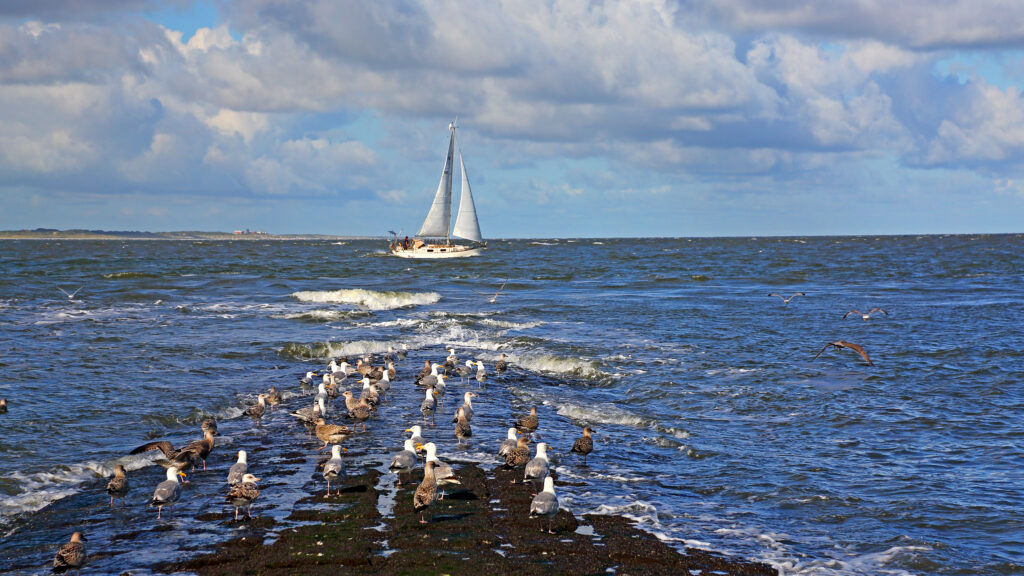 Gräfenhain - Segelvögel und Segeljacht