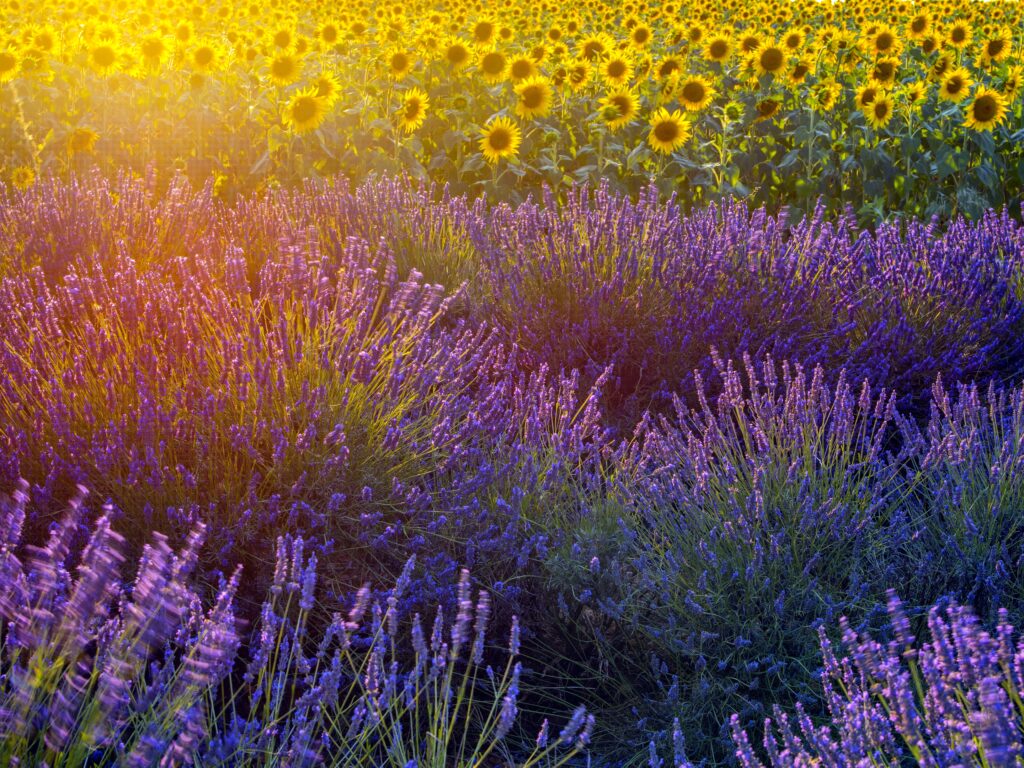 Kremer Susanne - Sonnenblumen- und Lavendelfeld