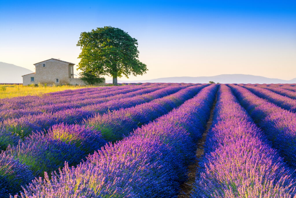 Kremer Susanne - Lavendelfeld auf dem Plateau von Valensole 6