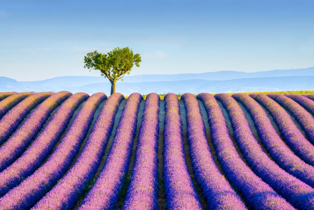 Kremer Susanne - Lavendelfeld auf dem Plateau von Valensole