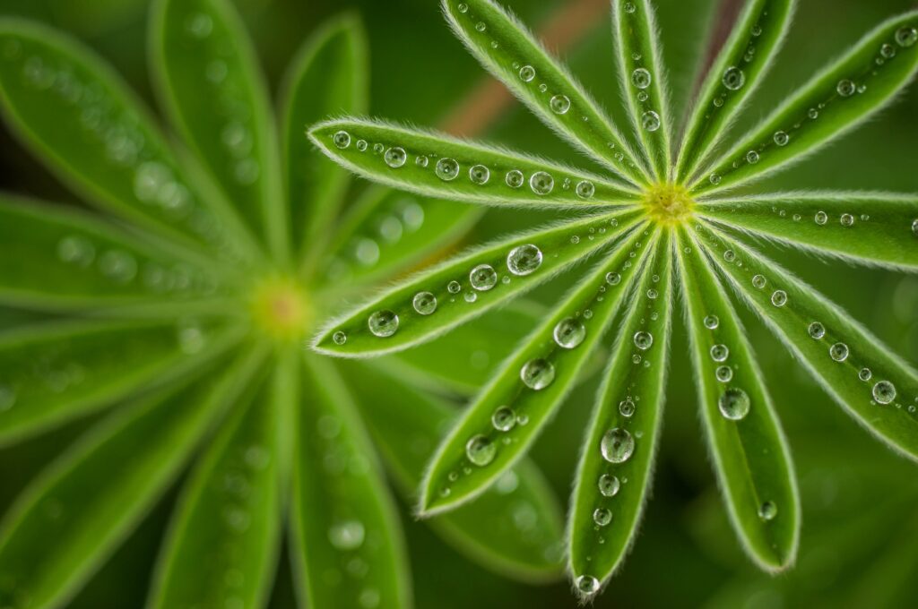 Pearly Lupine