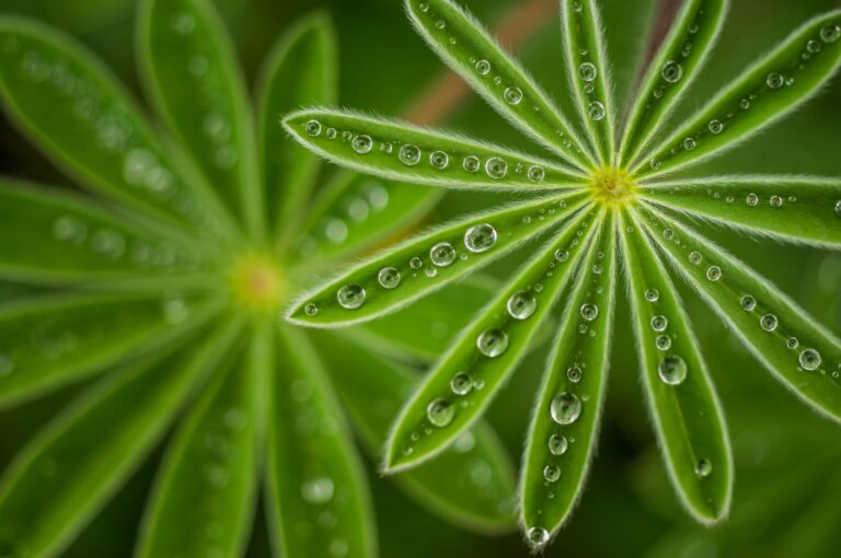 Pearly Lupine
