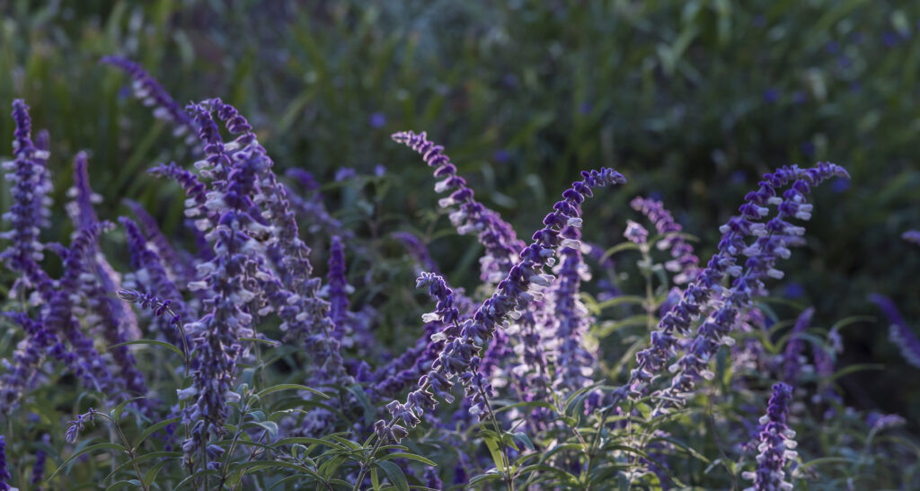 Blooming Sage