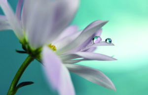 In turquoise Company
