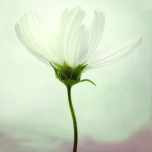 White cosmos