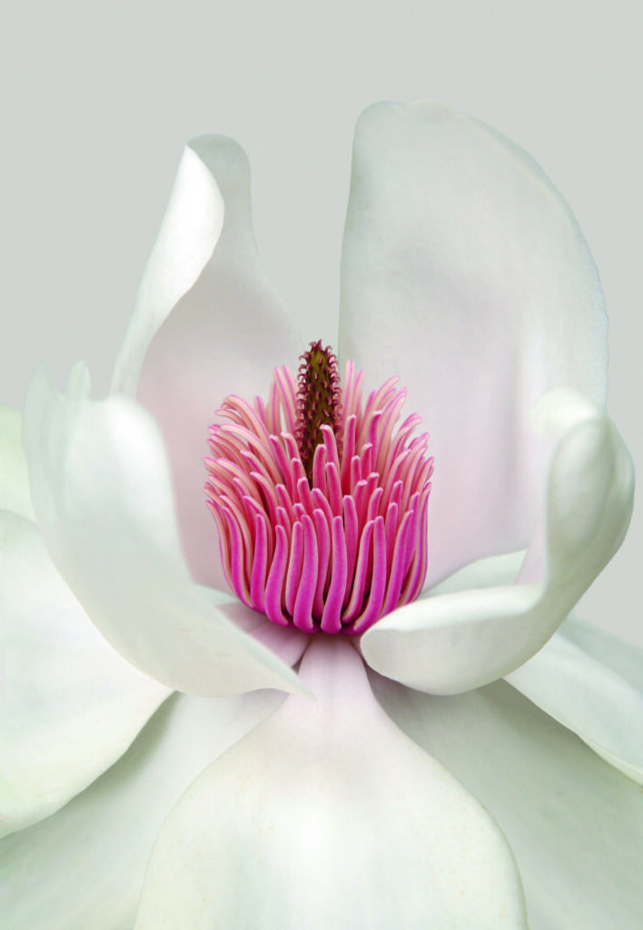 Magnolia