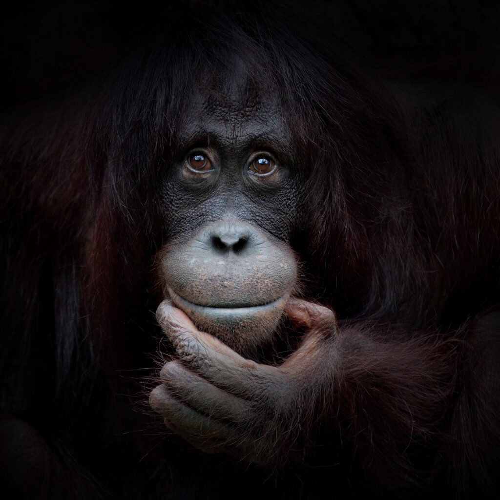 The mirror Image by Antje Wenner