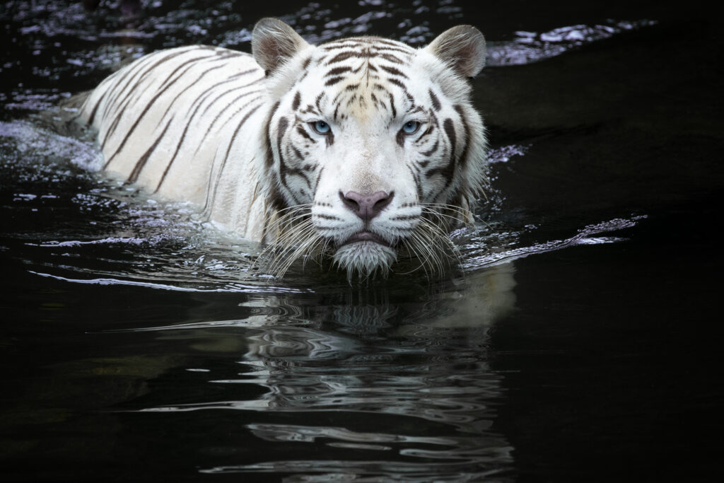 Looking at me looking at you by Renee Doyle
