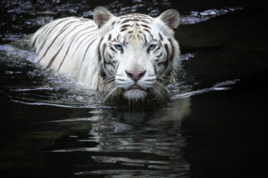 Looking at me looking at you by Renee Doyle