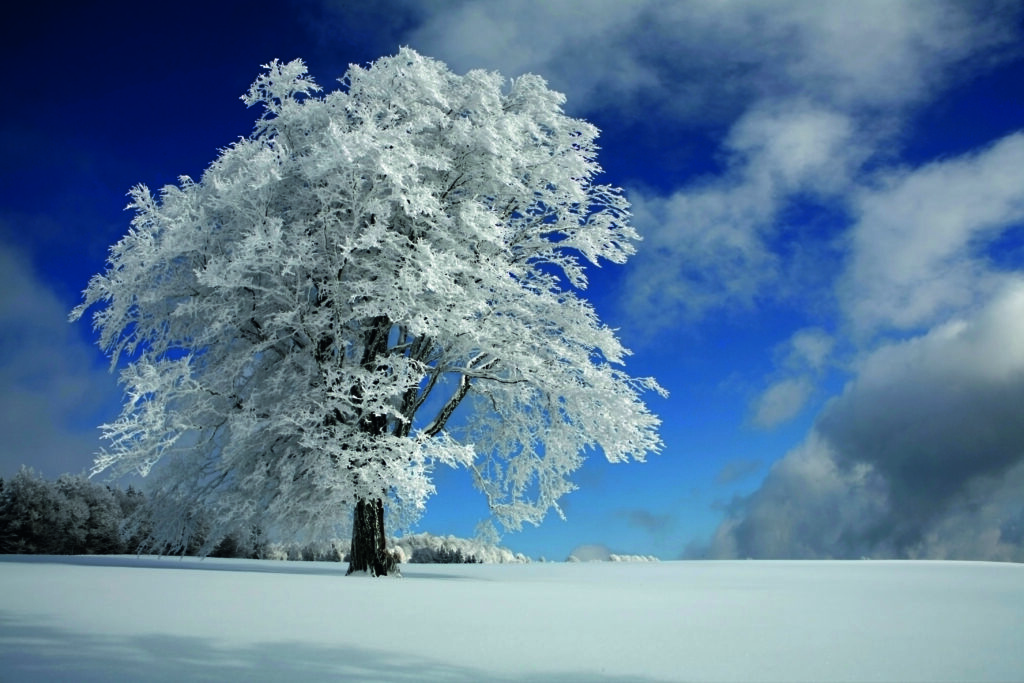 White Windbuche by Franz Schumacher