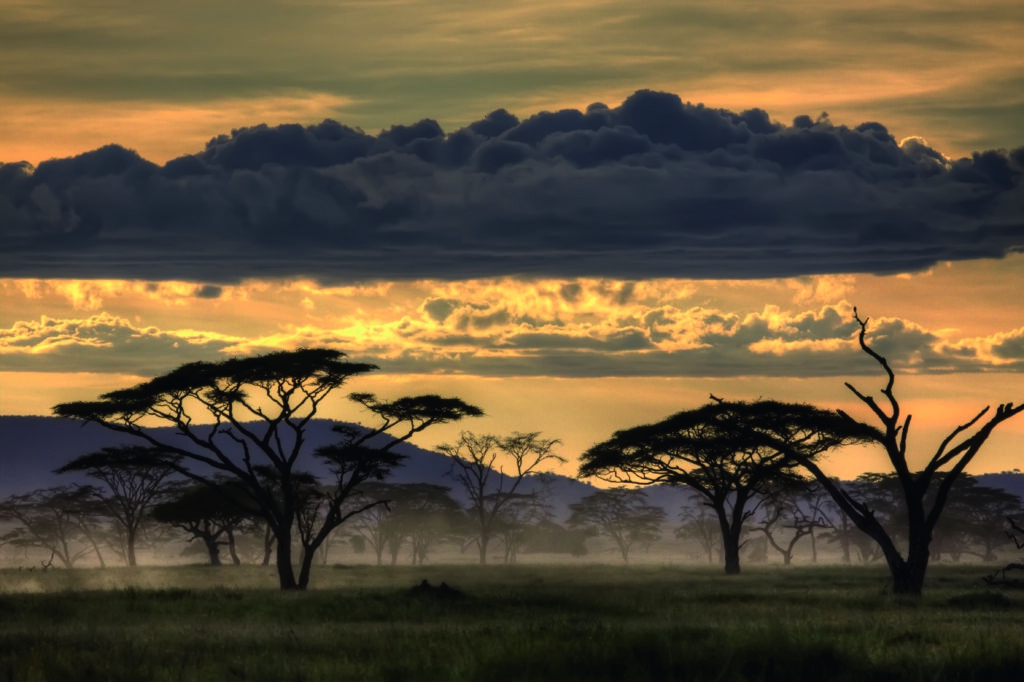 Good evening Tanzania by Amnon Eichelberg