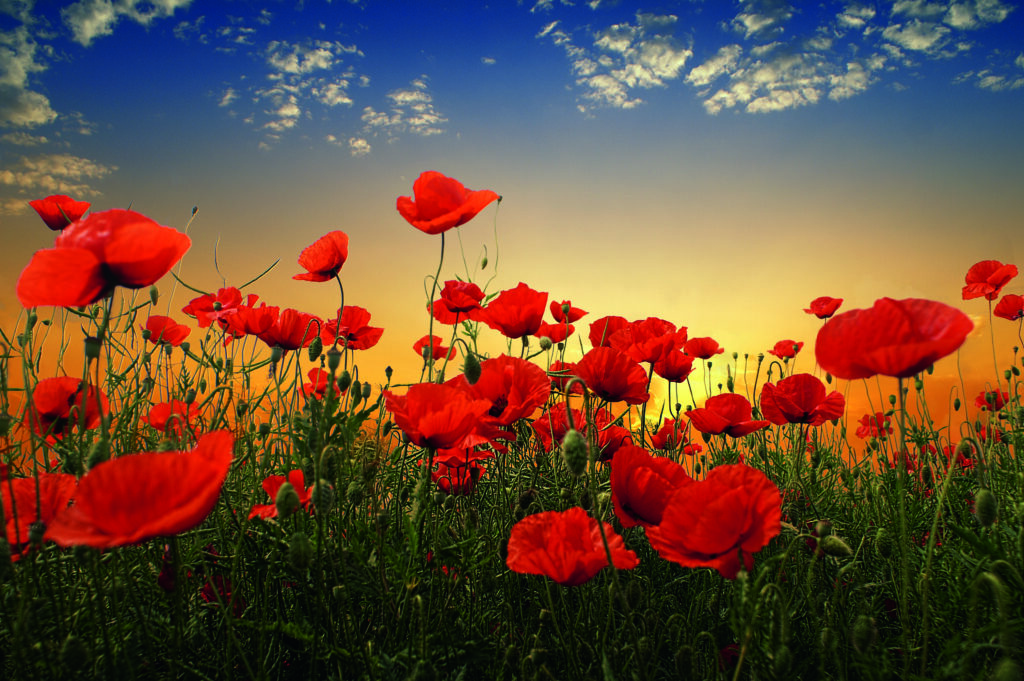Poppies by Tais