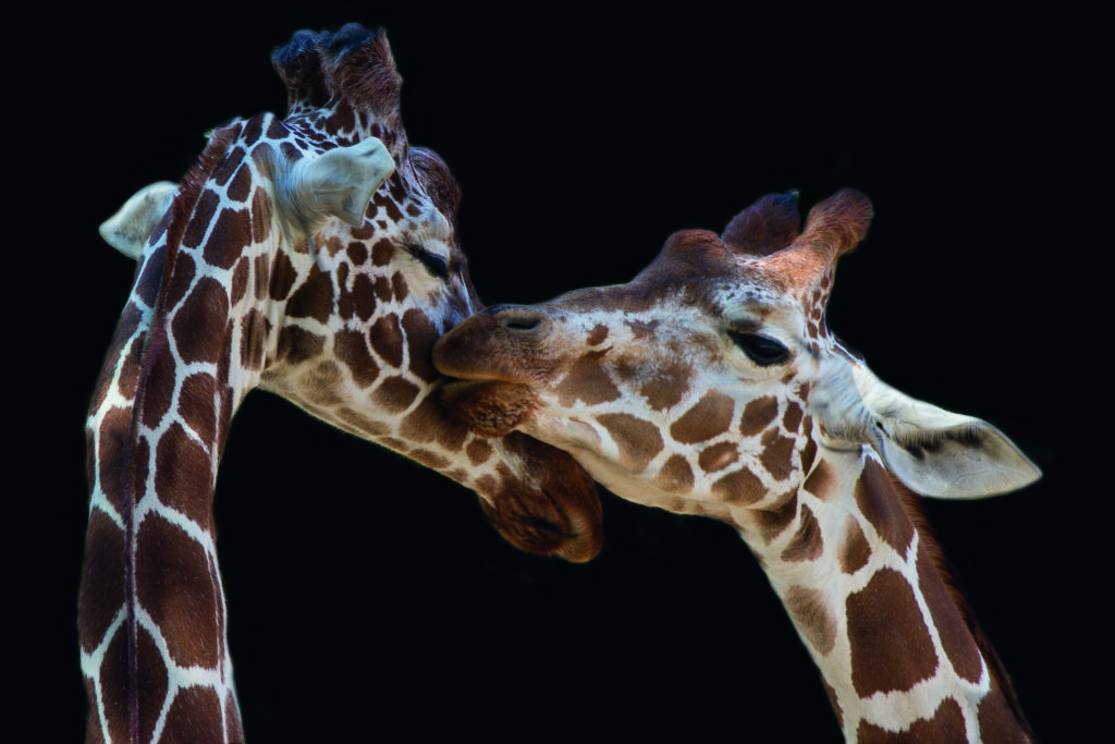 The kiss by Manfred Foeger
