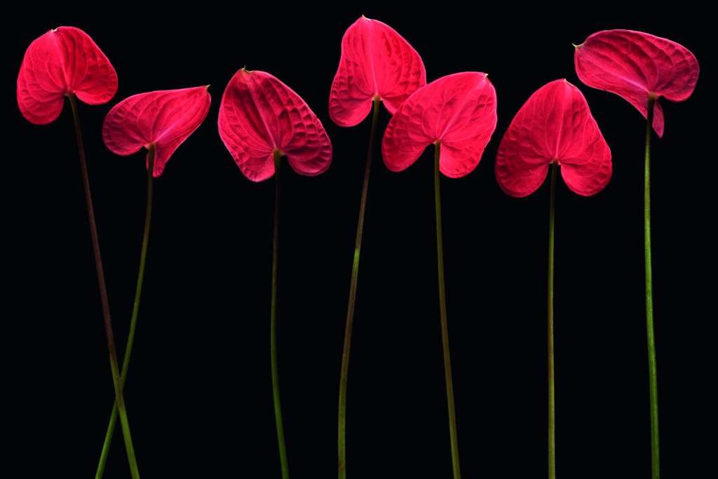 Botanical hearts by Floriana Barbu