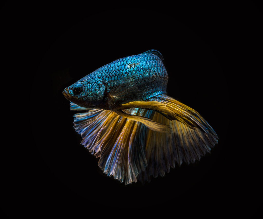 Half turn by Andi Halil