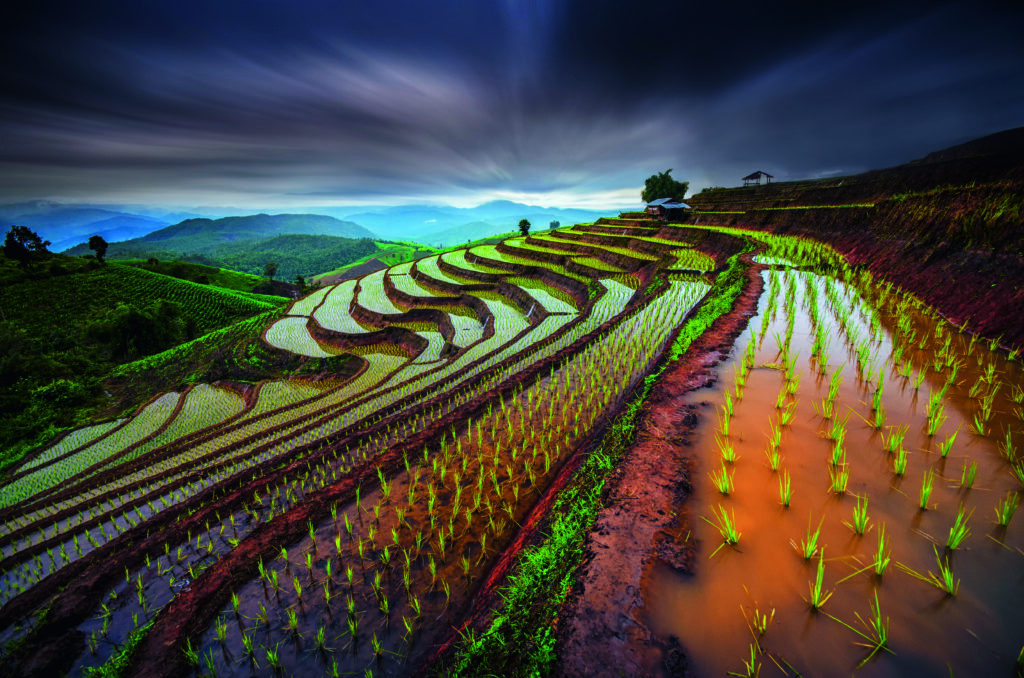 Unseen Rice Field by Tetra