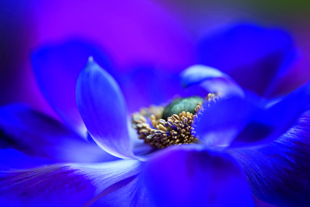 Windflower byJackie Parker