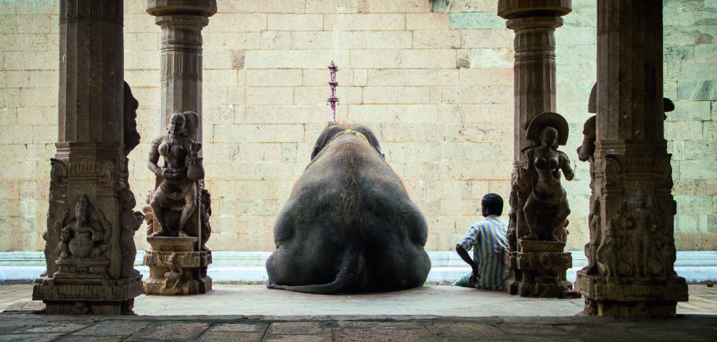 The elephant and his Mahot by Ruhan