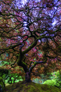 Japanese Maple Tree by Mike Centioli