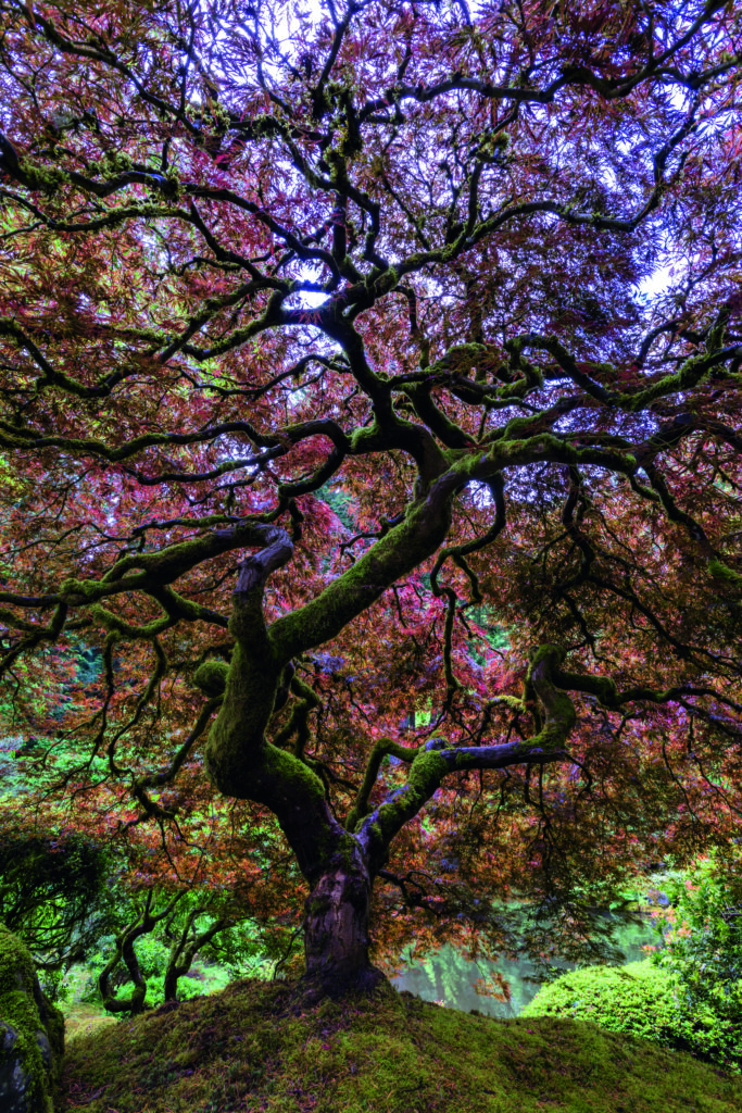 Japanese Maple Tree by Mike Centioli