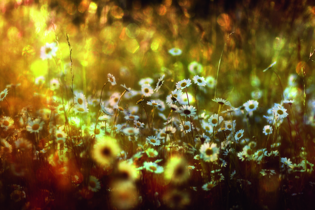 Wonderland by Stefan Eisele