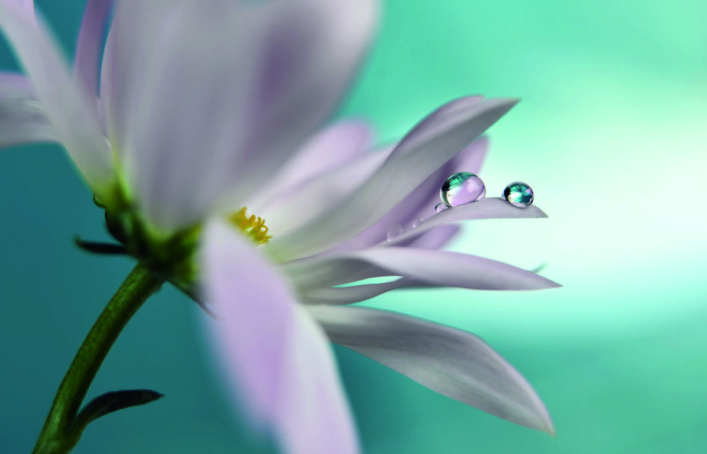 In turquoise Company by Heidi Westum