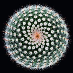 Notocactus scopa by Victor Mozqueda