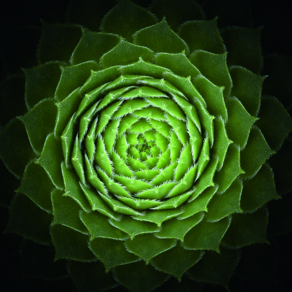 Succulent by Victor Mozqueda